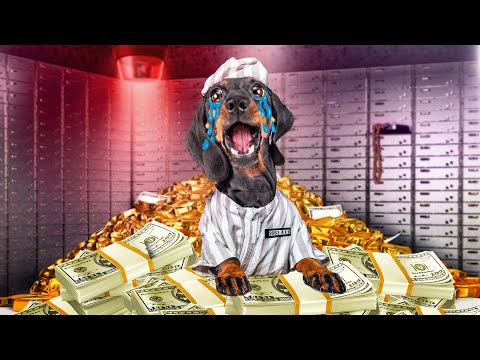 Puppy's Money Scheme Ruined! Cute & funny dachshund dog video!
