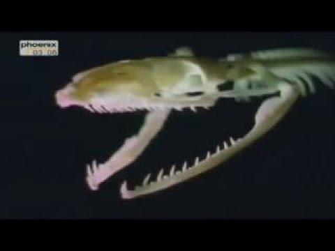 Geniale Gifte - Tödliche Waffen der Tiere - Doku