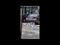 Seagulls Fighting Over A Bag Of Fries