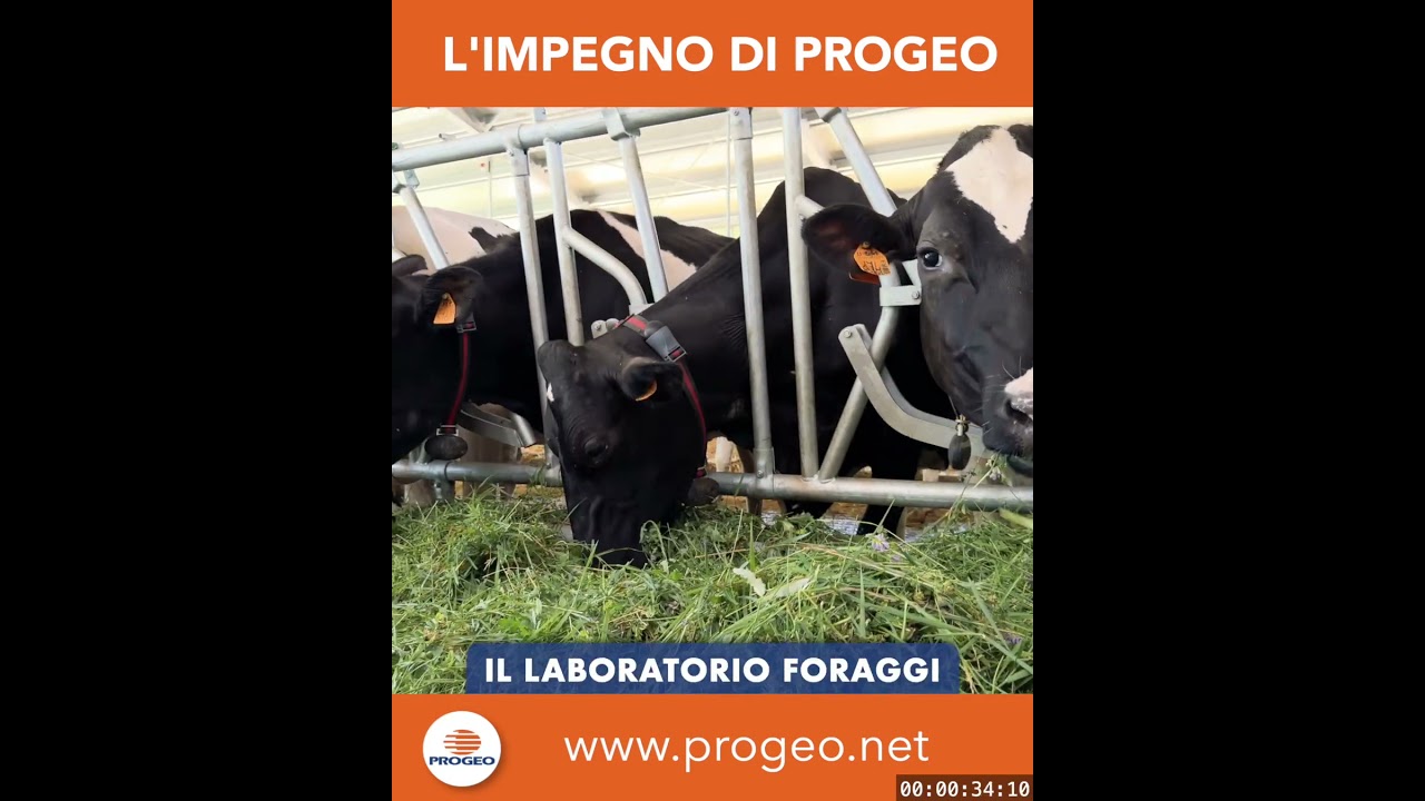 Come si costruisce l'alimentazione dell'allevamento del futu...