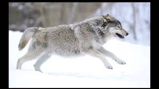 Radiohead - All I Need Extended Outro Full Song