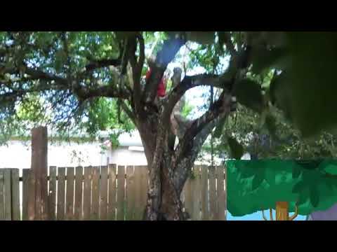 Phineas Y Ferb Live Action