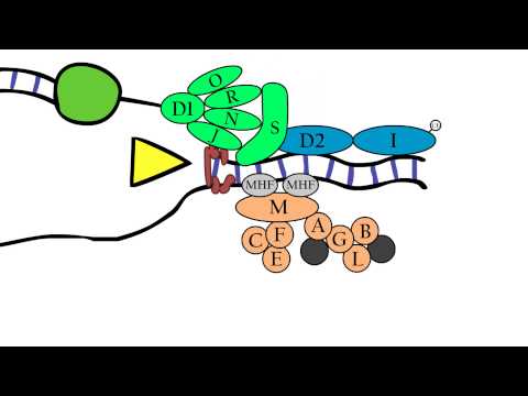 Fanconi Anemia - Molecular aspects