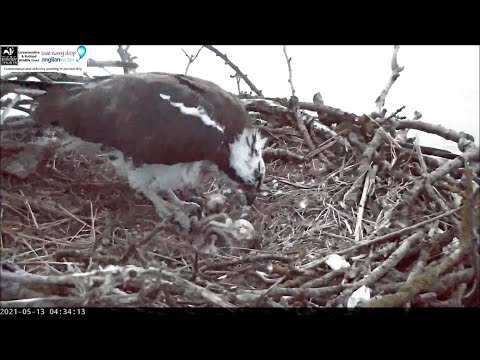 Early morning, no pip, Maya tangles with stick ~ ©ROP, Manton Bay