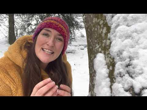 Das Jahreskreisfest Imbolc - Fest des keimenden Samens - Altes Wissen