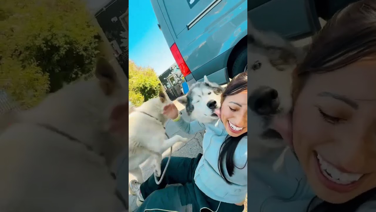 Enlarge Loki, a Adoptable mixed breed in San Francisco, CA video 6/6