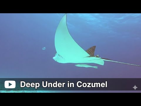 Scuba Diving Cozumel, Mexico - February 2022