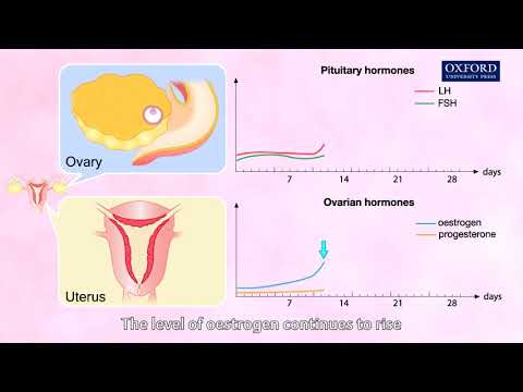 アニメーションE1, 4.1 月経周期におけるホルモンの相互作用 (Animation E1, 4.1 Interaction of hormones in the menstrual cycle)