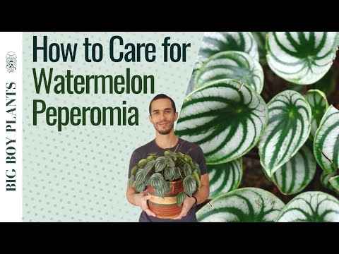 , title : 'Watermelon Peperomia Care and Propagation (2 Methods)'