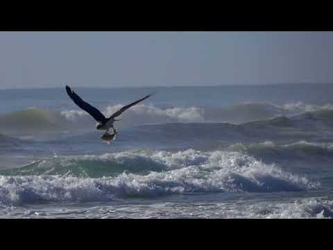 Osprey Sea Eagle   Catch Of The Day