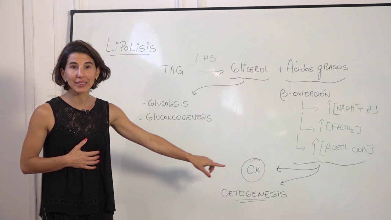 METABOLISMO DE LIPIDOS PARTE 3