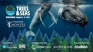 Trees &amp; Seas | Teaser Video #5