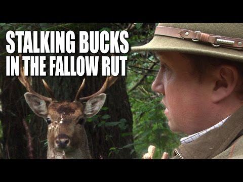 Stalking Bucks in the Fallow Rut