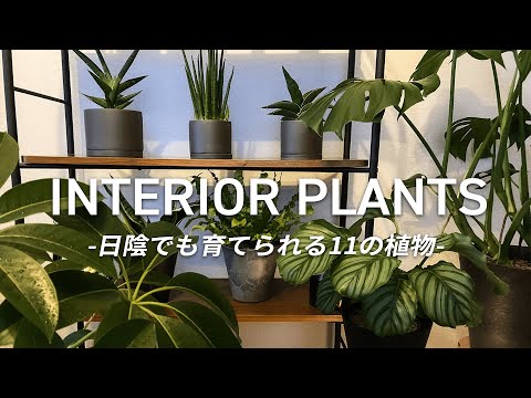 オフィスの植物: オフィスに最適な植物 10 種 ライフスタイル