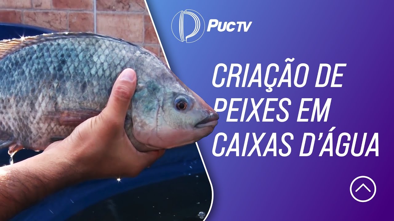 CRIAÇÃO DE PEIXES EM CAIXAS D'ÁGUA