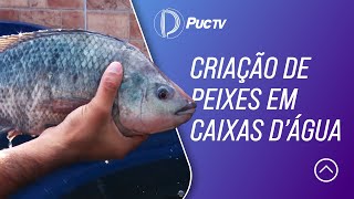 CRIAÇÃO DE PEIXES EM CAIXAS D'ÁGUA