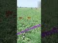 Moong Kisaani Viral Like Sunnydeol Share Public Subscribetomychannel