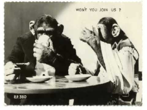 Olympic Chimps - Effigy of Dialect