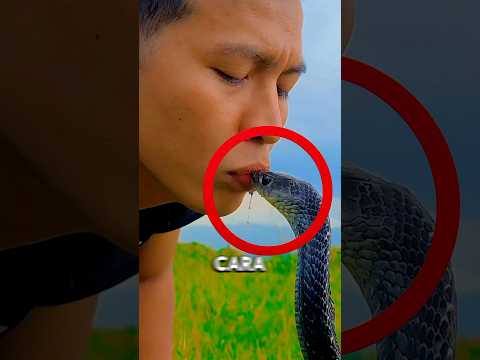 Ele Cuida de COBRAS como Bebês 🐍