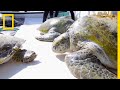 Mysterious Green Sea Turtles In The Persian Gulf Tracked By Scientists National Geographic