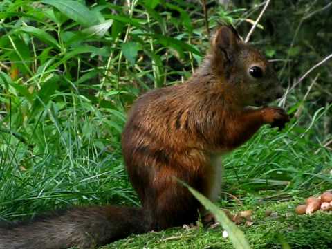 Squirrel with peanut pile