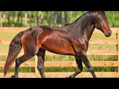 no tiengo tempo (sora9k)