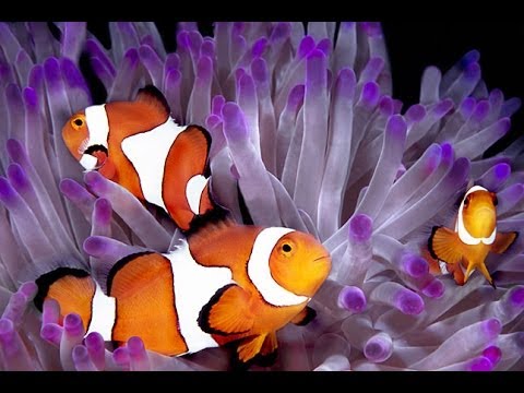 Lady Elliot Island Great Barrier Reef Diving Compilation February 2014