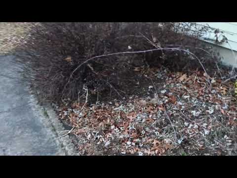 Mice Hiding Under the Leaves in Howell, NJ