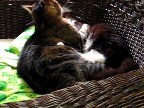 Jozy cleaning Davie (cats)