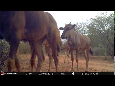 wildebeest baby herd