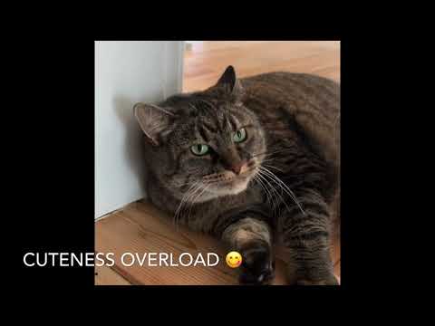 Fat Thief Cat on the Loose 😹