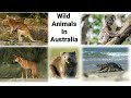 Wild Animals In Australia