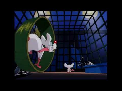 Pinky and the brain intro Czech 2008 dub