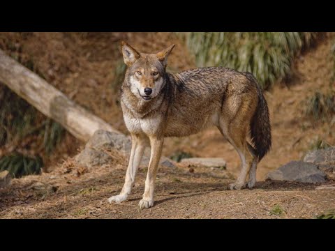 Red Wolves' Last Stronghold