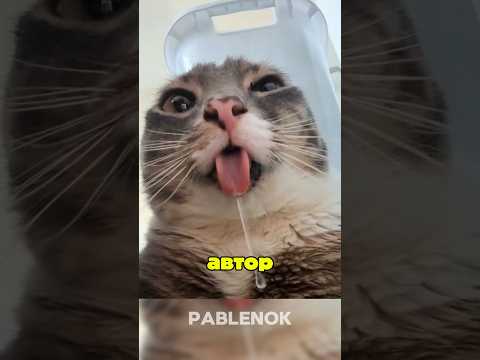 Голова как Майнкрафте? кот медуза? очередной фейк! Сразу к делу! #кот #мем