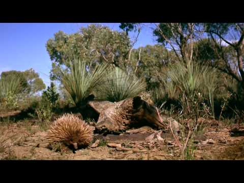 Australia: Land Beyond Time (2002) Official Trailer