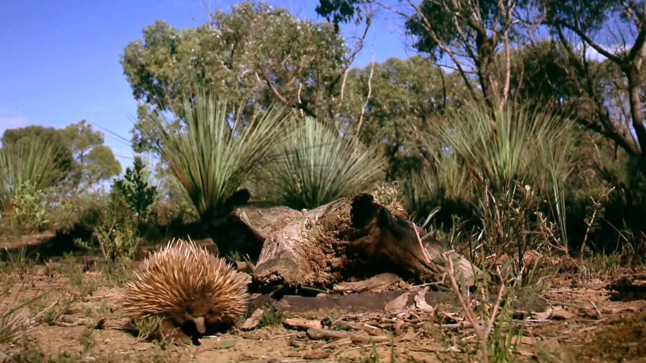 Australia: Land Beyond Time - Trailer