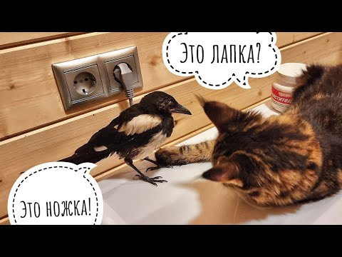 The cat Cloudberry is friends with the magpie Saika