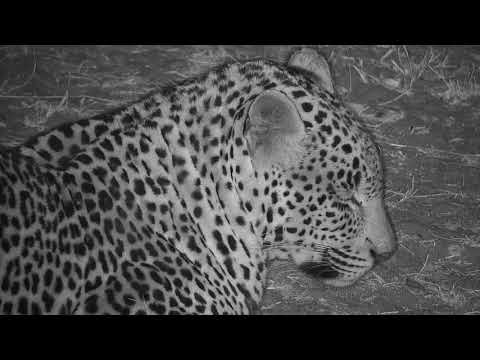 Djuma: Leopard-Hosana male moves off to left behind cam tree - 23:29 - 07/23/19