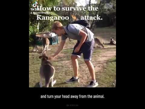 How to survive the Kangaroo 🦘 attack