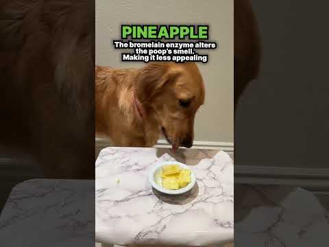 How to get your dog to stop eating poop! 💩