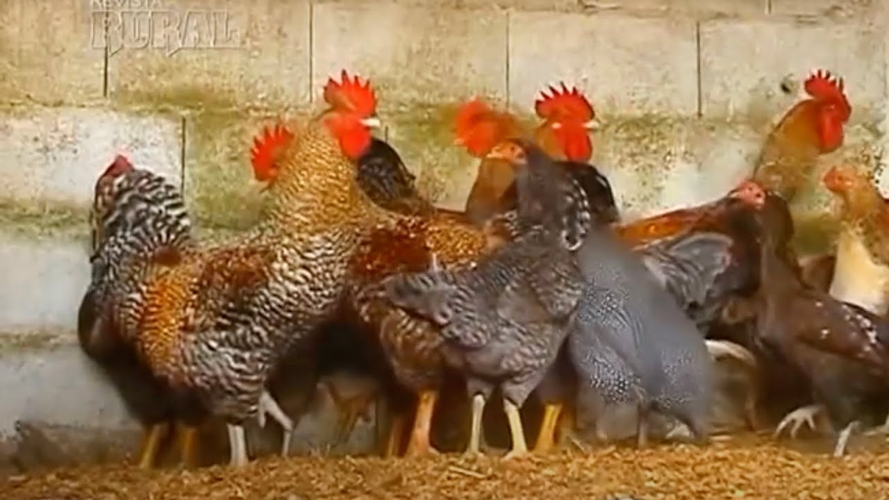 Criação de Galinha Caipira é simples e atende todos os tipos de produtores