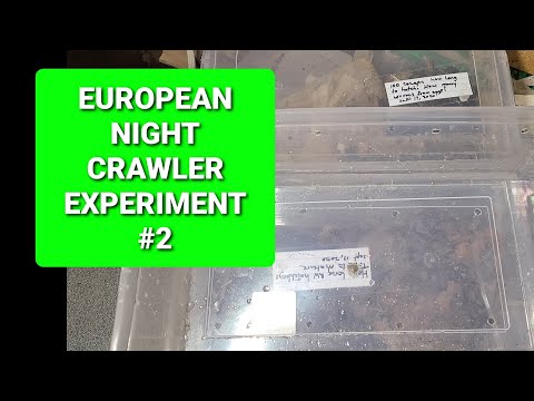 European Night Crawler Experiment #2