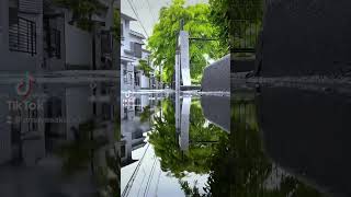 【iPhone】雨と緑#shorts #iphone
