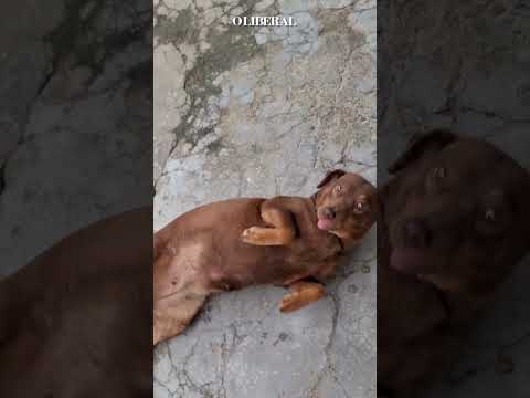 Cachorrinha da vizinhança faz visita surpresa e "cobra" lanche em porta de casa