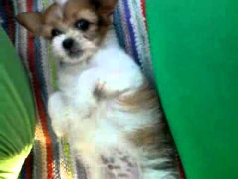 un catel nervos[aprozi]