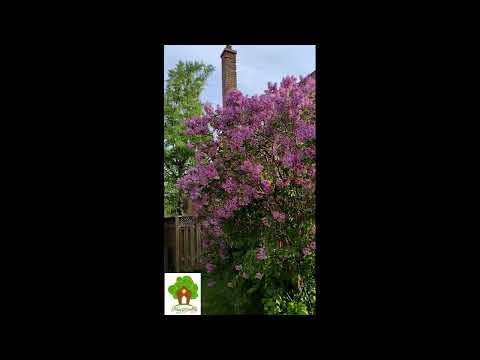 Roadside flowers- 2023.  #Shorts