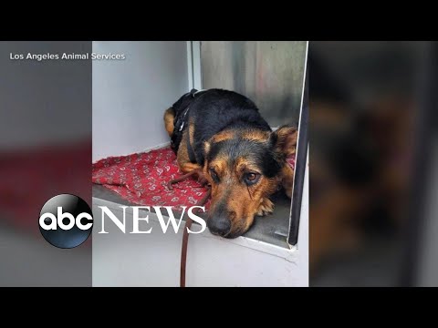 Dramatic dog rescue