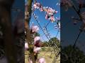 BUNGA MUSIM SEMI KOREA SHORTSVIDEO