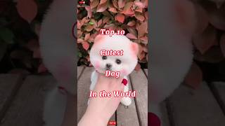 Download lagu Top 10 Cutest Dog In the World 🌎 #shorts #trending mp3 Download lagu Top 10 Cutest Dog In the World 🌎 #shorts #trending mp3